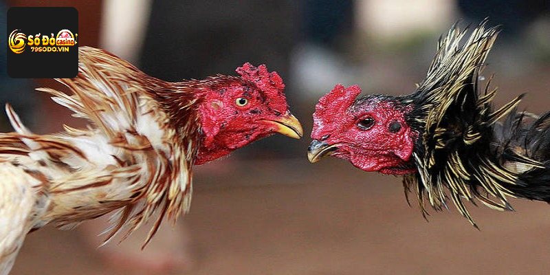 Cách chăm chiến kê trưởng thành