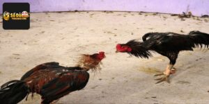 Kỹ Thuật Nuôi Gà Đá - Chia Sẻ Từ Chuyên Gia Tại Sodo