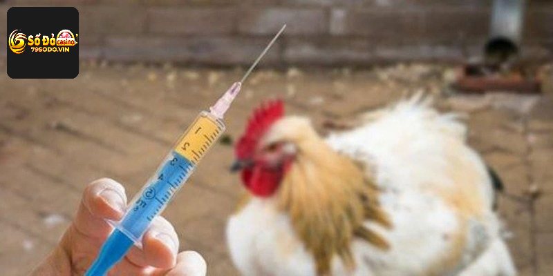 Loại thuốc kích thích tốt cho hệ thống cơ bắp của chiến kê