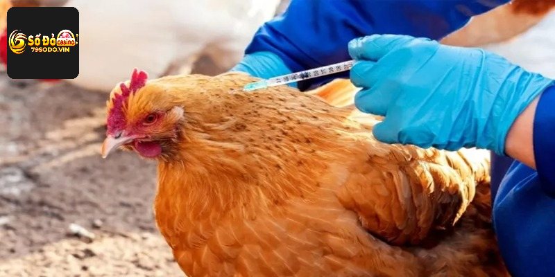 Thông tin cơ bản về lợi ích của thuốc kích gà