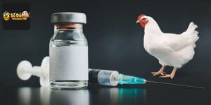 Thuốc Kích Gà - Tổng Hợp Các Sản Phẩm Nên Dùng